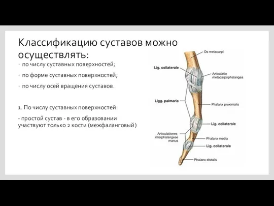 Классификацию суставов можно осуществлять: по числу суставных поверхностей; по форме суставных поверхностей;