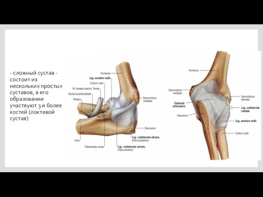 - сложный сустав - состоит из нескольких простых суставов, в его образовании