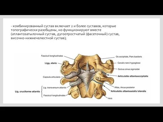 - комбинированный сустав включает 2 и более суставов, которые топографически разобщены, но