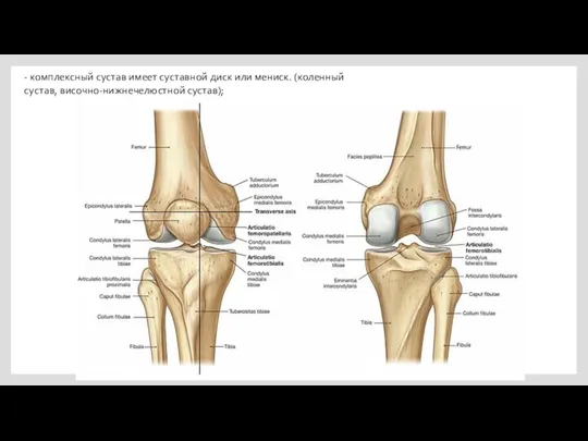 - комплексный сустав имеет суставной диск или мениск. (коленный сустав, височно-нижнечелюстной сустав);