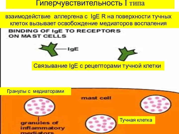 Гиперчувствительность I типа взаимодействие аллергена с IgE R на поверхности тучных клеток