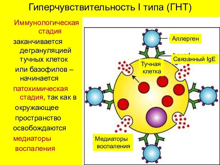 Гиперчувствительность I типа (ГНТ) Иммунологическая стадия заканчивается дегрануляцией тучных клеток или базофилов