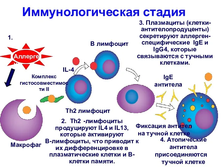 1. 2. Th2 -лимфоциты продуцируют IL4 и IL13, которые активируют B-лимфоциты, что