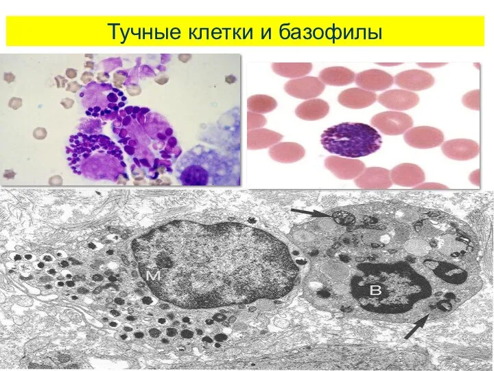 Тучные клетки и базофилы