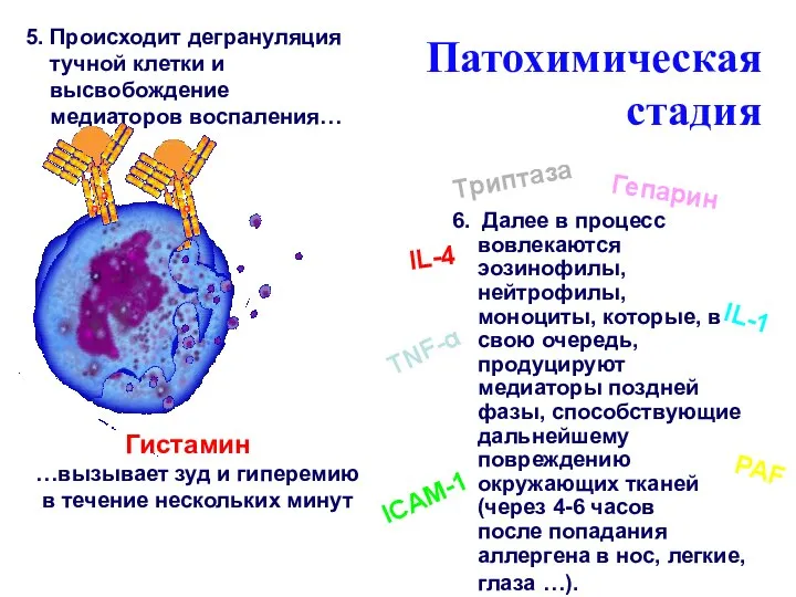 …вызывает зуд и гиперемию в течение нескольких минут 6. Далее в процесс