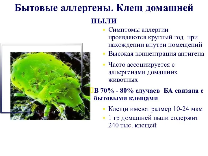 Бытовые аллергены. Клещ домашней пыли Симптомы аллергии проявляются круглый год при нахождении