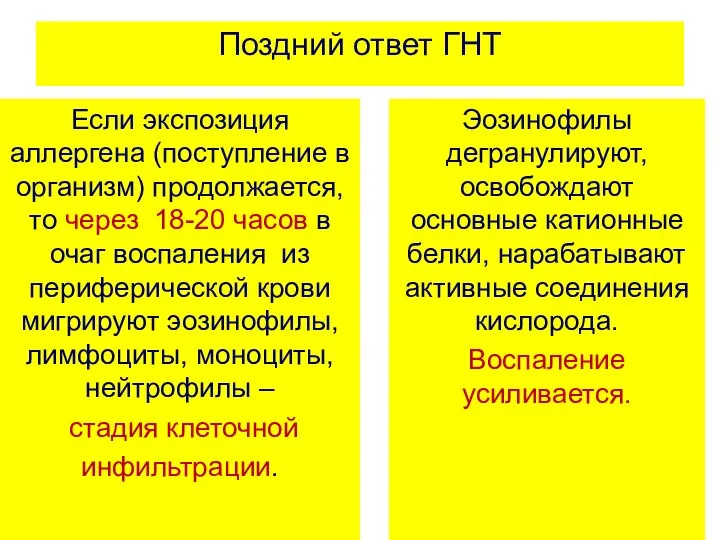 Поздний ответ ГНТ Если экспозиция аллергена (поступление в организм) продолжается, то через