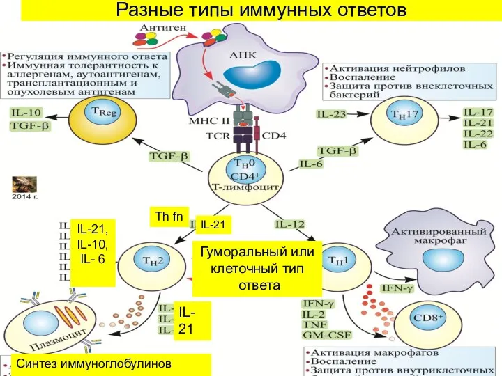 Разные типы иммунных ответов Th fn IL- 21 IL-21, IL-10, IL- 6