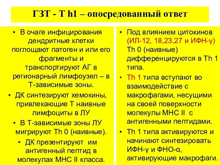 ГЗТ - T h1 – опосредованный ответ В очаге инфицирования дендритные клетки