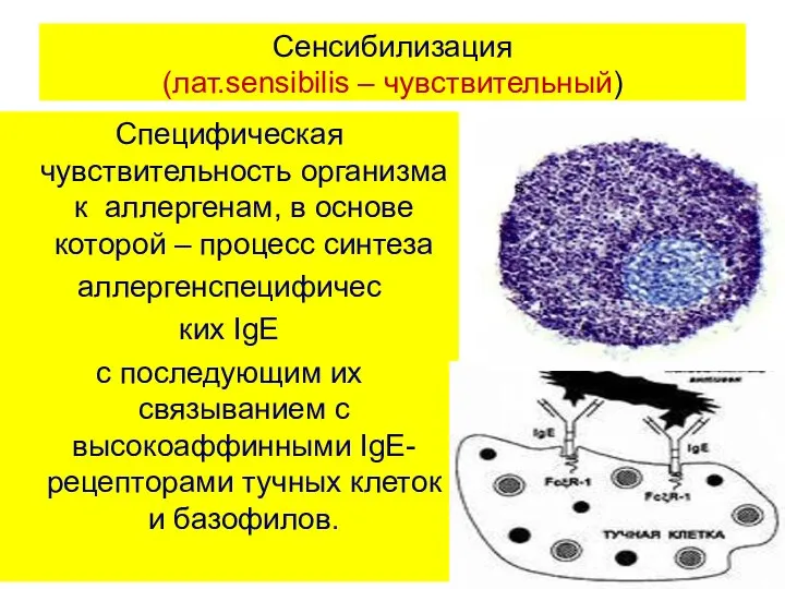 Сенсибилизация (лат.sensibilis – чувствительный) Специфическая чувствительность организма к аллергенам, в основе которой