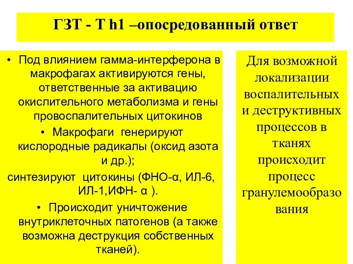 ГЗТ - T h1 –опосредованный ответ Под влиянием гамма-интерферона в макрофагах активируются