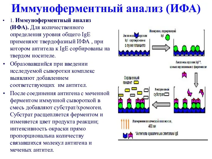 Иммуноферментный анализ (ИФА) 1. Иммуноферментный анализ (ИФА). Для количественного определения уровня общего