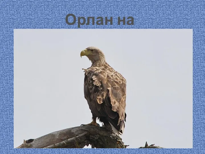 Орлан на дозоре