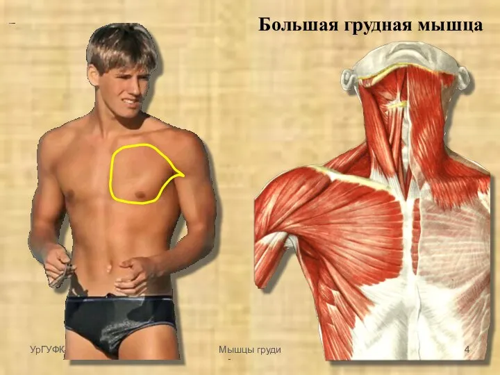 Большая грудная мышца УрГУФК Мышцы груди