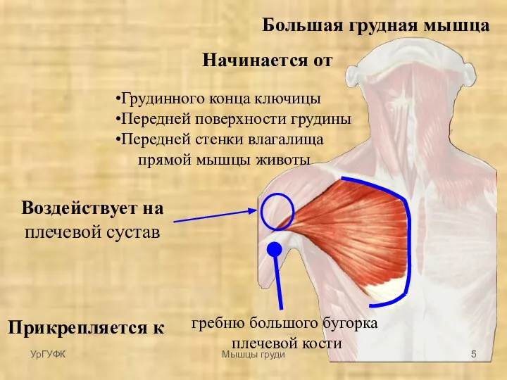 Большая грудная мышца Начинается от Грудинного конца ключицы Передней поверхности грудины Передней