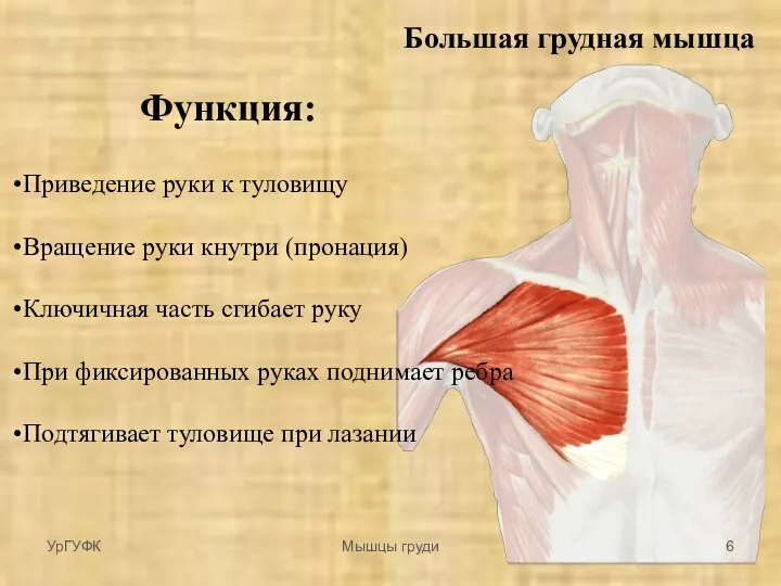 Большая грудная мышца Функция: Приведение руки к туловищу Вращение руки кнутри (пронация)