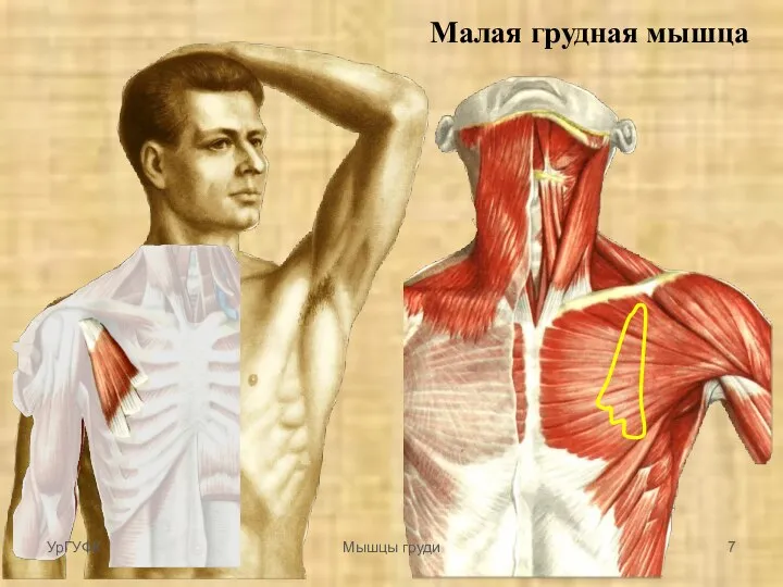 Малая грудная мышца УрГУФК Мышцы груди