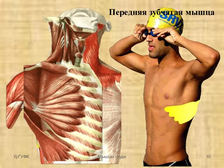 Передняя зубчатая мышца УрГУФК Мышцы груди