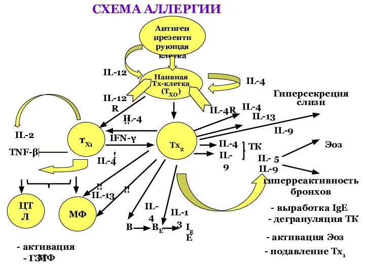 СХЕМА АЛЛЕРГИИ Антиген презентирующая клетка Наивная Тх-клетка (ТХО) IL-12 IL-4 IL-4R IL-12R