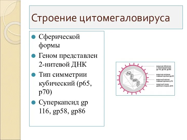 Строение цитомегаловируса Сферической формы Геном представлен 2-нитевой ДНК Тип симметрии кубический (р65,р70)