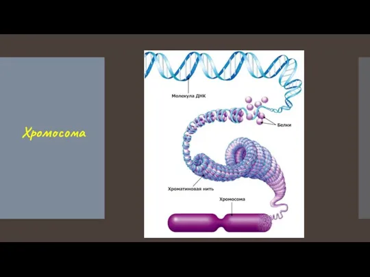 Хромосома