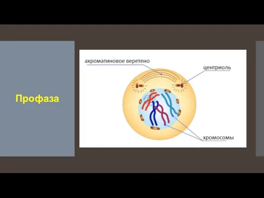 Профаза