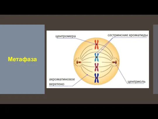 Метафаза