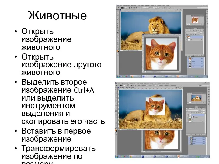 Животные Открыть изображение животного Открыть изображение другого животного Выделить второе изображение Ctrl+A