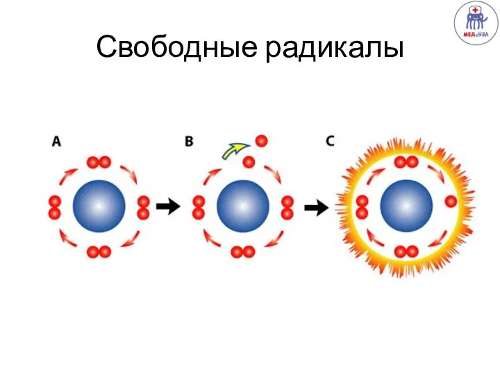 Свободные радикалы