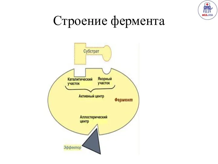 Строение фермента