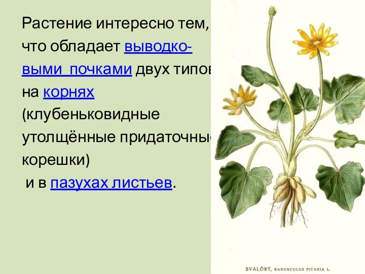 Растение интересно тем, что обладает выводко- выми почками двух типов: на корнях