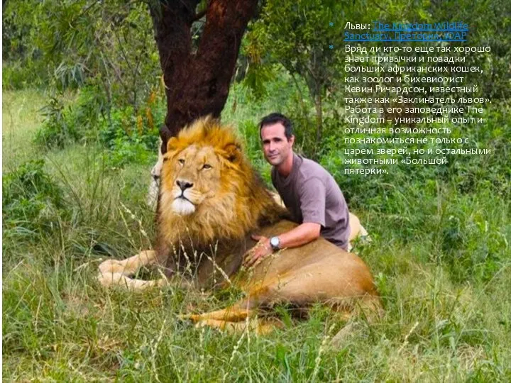 Львы: The Kingdom Wildlife Sanctuary, Претория, ЮАР Вряд ли кто-то еще так