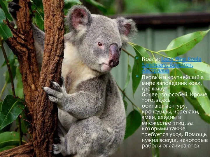 Коалы: Lone Pine Koala Sanctuary, Брисбен, Австралия Первый и крупнейший в мире