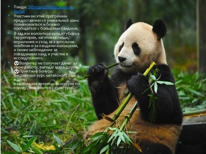 Панды: Bifengxia Panda Reserve, Китай Участникам этий программы предоставляется уникальный шанс познакомиться