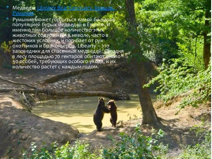 Медведи: Libearty Bear Sanctuary, Брашов, Румыния Румыния может гордиться самой большой популяцией