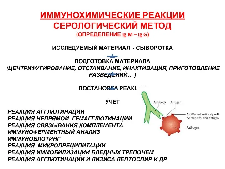 ИММУНОХИМИЧЕСКИЕ РЕАКЦИИ СЕРОЛОГИЧЕСКИЙ МЕТОД (ОПРЕДЕЛЕНИЕ Ig M – Ig G) ИССЛЕДУЕМЫЙ МАТЕРИАЛ