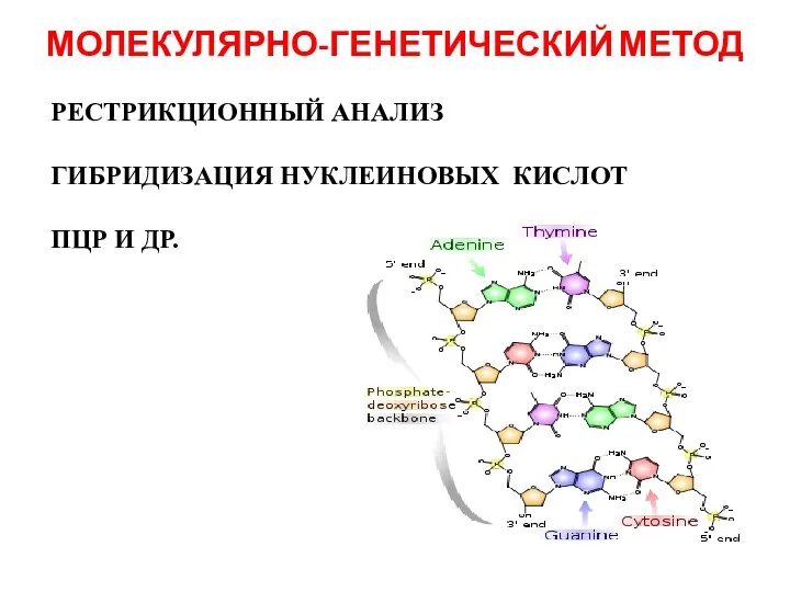 МОЛЕКУЛЯРНО-ГЕНЕТИЧЕСКИЙ МЕТОД РЕСТРИКЦИОННЫЙ АНАЛИЗ ГИБРИДИЗАЦИЯ НУКЛЕИНОВЫХ КИСЛОТ ПЦР И ДР.