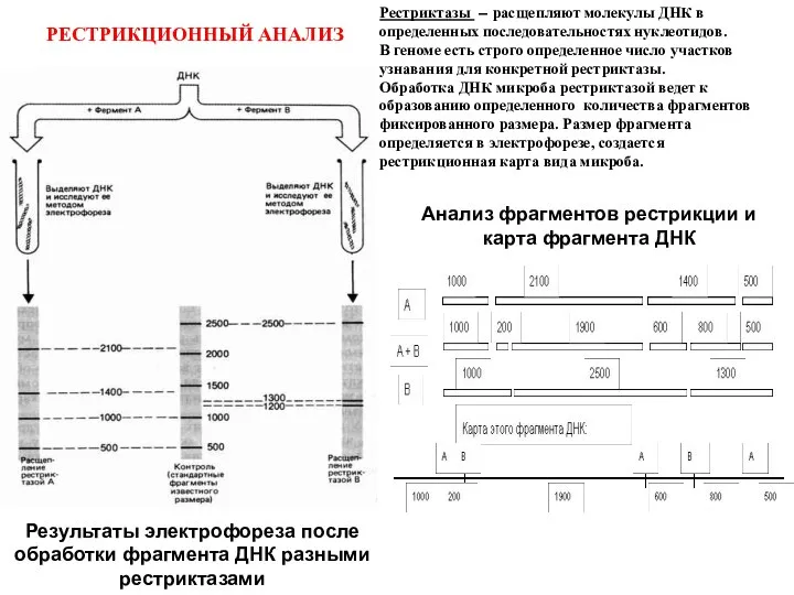 Анализ фрагментов рестрикции и карта фрагмента ДНК Результаты электрофореза после обработки фрагмента