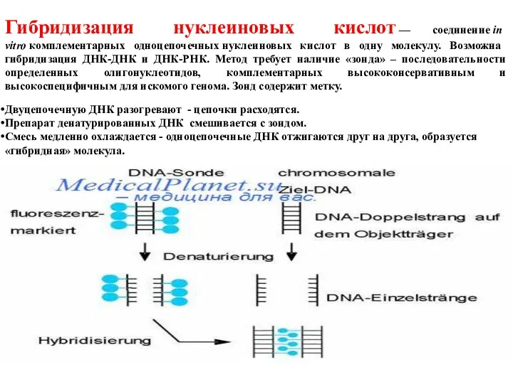 Гибридизация нуклеиновых кислот — соединение in vitro комплементарных одноцепочечных нуклеиновых кислот в