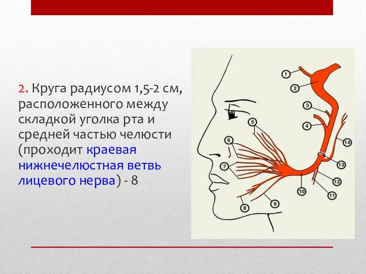 2. Круга радиусом 1,5-2 см, расположенного между складкой уголка рта и средней