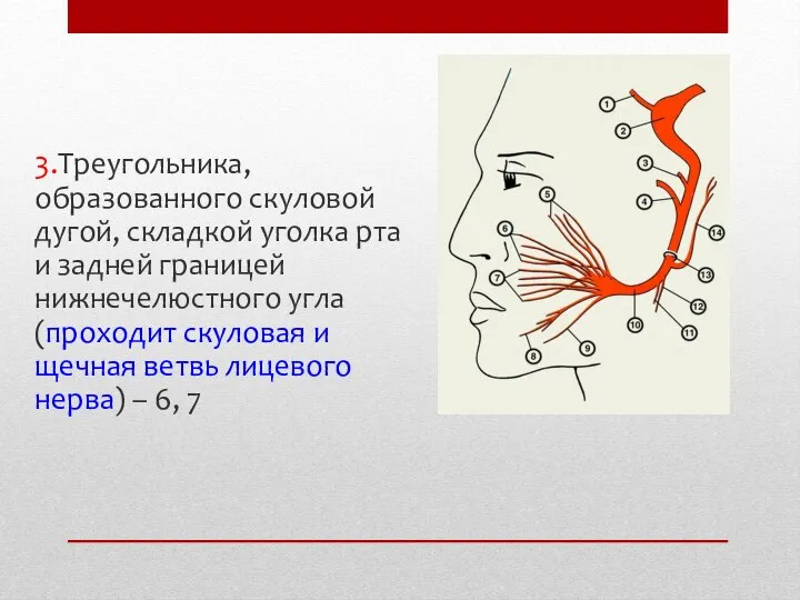 3.Треугольника, образованного скуловой дугой, складкой уголка рта и задней границей нижнечелюстного угла