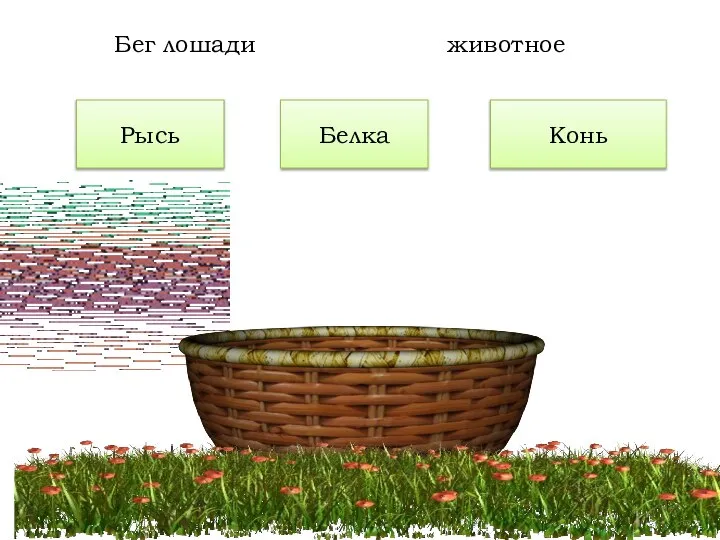 Конь Белка Бег лошади животное Рысь