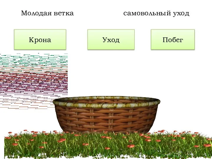 Крона Уход Молодая ветка самовольный уход Побег