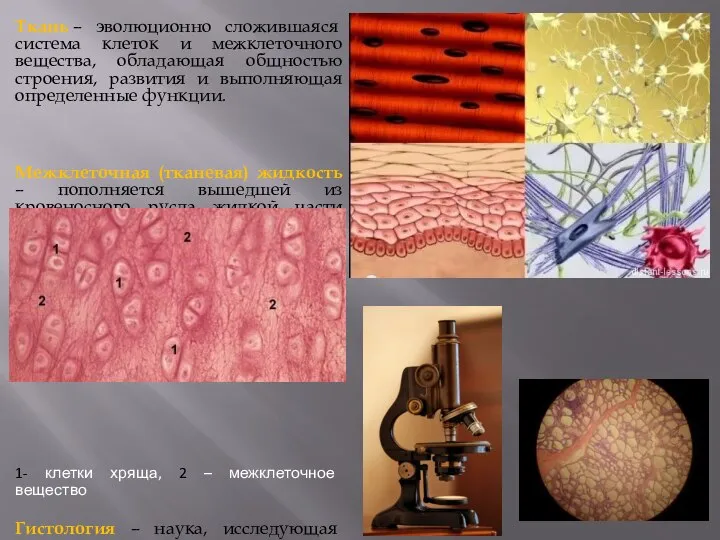 Ткань – эволюционно сложившаяся система клеток и межклеточного вещества, обладающая общностью строения,