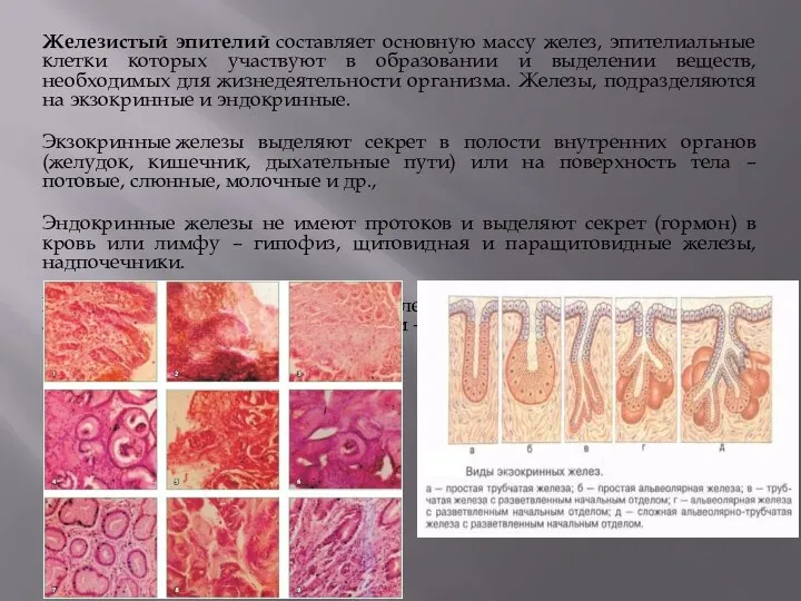 Железистый эпителий составляет основную массу желез, эпителиальные клетки которых участвуют в образовании