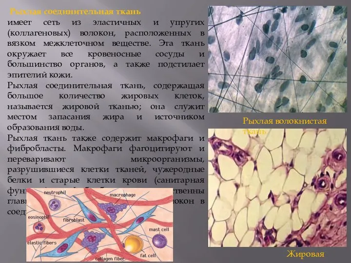 Рыхлая соединительная ткань имеет сеть из эластичных и упругих (коллагеновых) волокон, расположенных