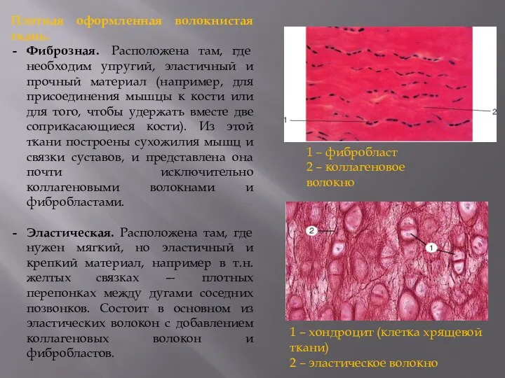 Плотная оформленная волокнистая ткань. Фиброзная. Расположена там, где необходим упругий, эластичный и
