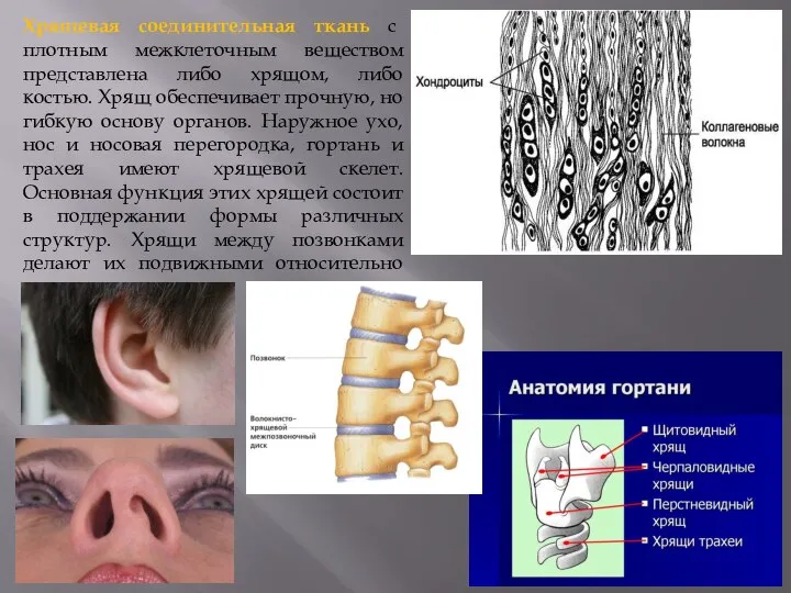 Хрящевая соединительная ткань с плотным межклеточным веществом представлена либо хрящом, либо костью.
