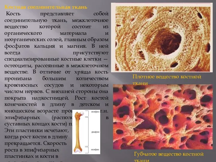 Костная соединительная ткань Кость представляет собой соединительную ткань, межклеточное вещество которой состоит