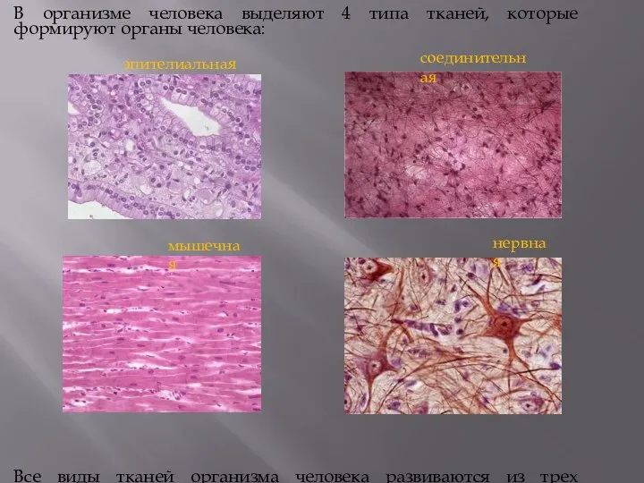 В организме человека выделяют 4 типа тканей, которые формируют органы человека: эпителиальная